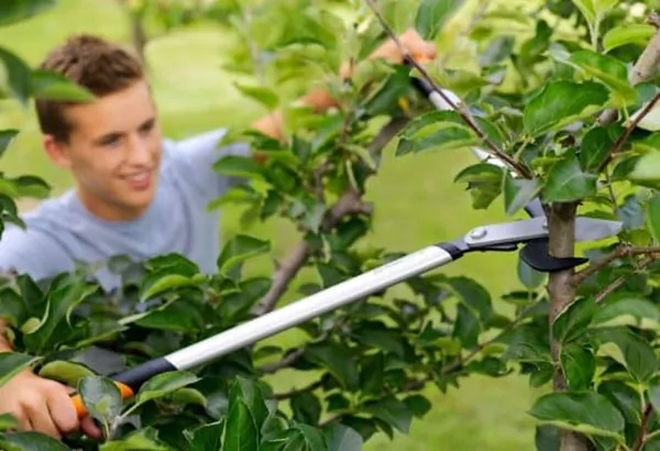 Сучкорез Fiskars PowerGearX LX92  плоскостной 1020186